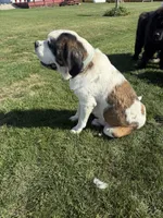Tank, a male Newfoundland and Saint Bernard for sale in Geneva, IN – Photo 5 of 5