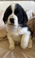 Tank, a male Newfoundland and Saint Bernard for sale in Geneva, IN – Photo 3 of 5