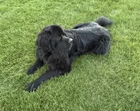 Buster, a male Newfoundland and Saint Bernard for sale in Geneva, IN – 7 of 8