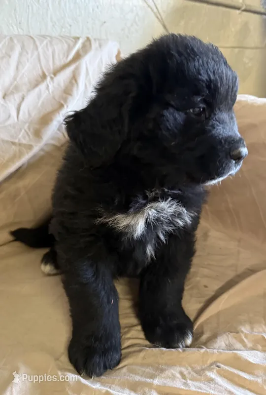 Buster – Newfoundland, Saint Bernard puppy for sale in Geneva, IN