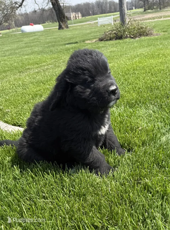 Buster – Newfoundland, Saint Bernard puppy on hold in Geneva, IN