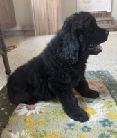 Diesel, a male Newfoundland for sale in Geneva, IN – 1 of 10