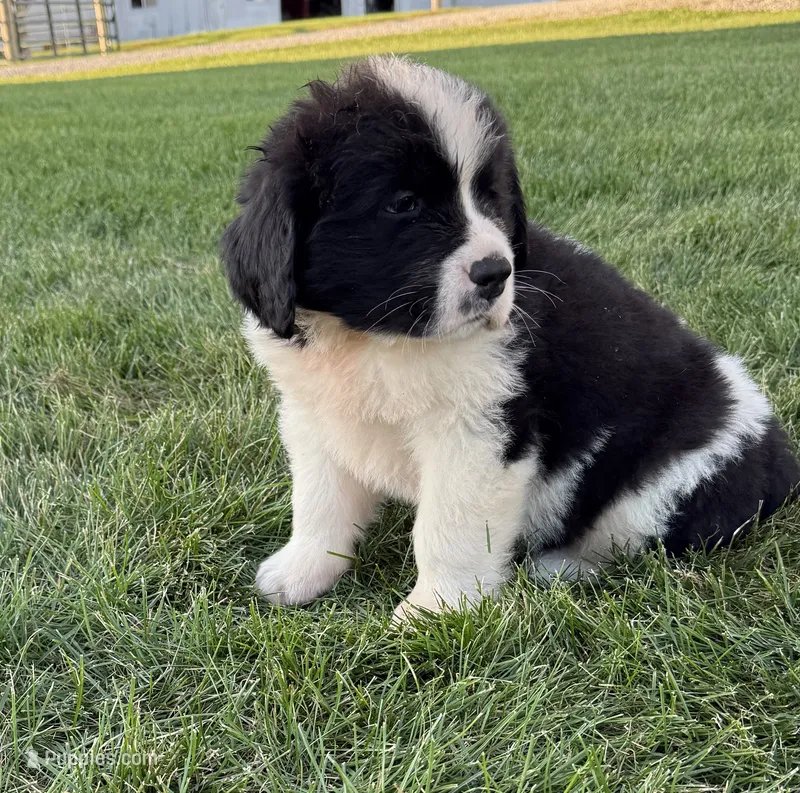River – Newfoundland, Saint Bernard puppy for sale in Geneva, IN