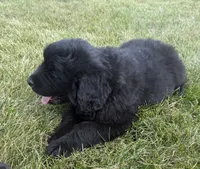 Diesel, a male Newfoundland for sale in Geneva, IN – 8 of 10