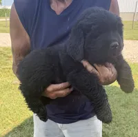 Moose, a male Newfoundland for sale in Geneva, IN – 3 of 4