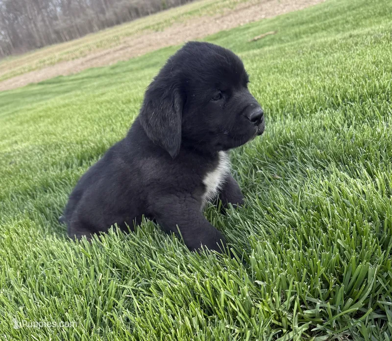 Spike – Newfoundland, Saint Bernard puppy for sale in Geneva, IN