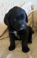 Spike, a male Newfoundland and Saint Bernard for sale in Geneva, IN – Photo 2 of 5