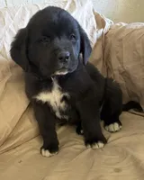 Spike, a male Newfoundland and Saint Bernard for sale in Geneva, IN – Photo 3 of 5