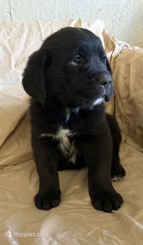 Spike – Newfoundland, Saint Bernard puppy for sale in Geneva, IN