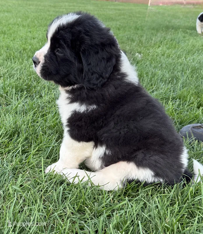 Buster – Newfoundland, Saint Bernard puppy for sale in Geneva, IN