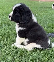 Buster, a male Newfoundland and Saint Bernard for sale in Geneva, IN – 1 of 8