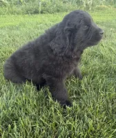 Bear, a male Newfoundland for sale in Geneva, IN – 2 of 6