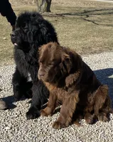 Moose, a male Newfoundland for sale in Geneva, IN – 4 of 4