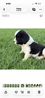 River, a male Newfoundland and Saint Bernard for sale in Geneva, IN – 3 of 8