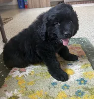 Diesel, a male Newfoundland for sale in Geneva, IN – 10 of 10