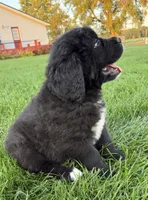 Eva, a female Newfoundland and Saint Bernard for sale in Geneva, IN – 2 of 6