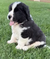 Buster, a male Newfoundland and Saint Bernard for sale in Geneva, IN – 3 of 8