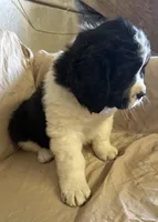 Blue, a female Newfoundland and Saint Bernard for sale in Geneva, IN – Photo 2 of 5