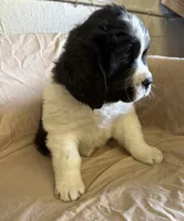 Blue, a female Newfoundland and Saint Bernard for sale in Geneva, IN – Photo 3 of 5