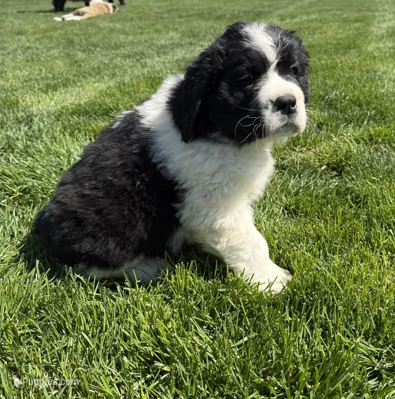 Blue – Newfoundland, Saint Bernard puppy for sale in Geneva, IN