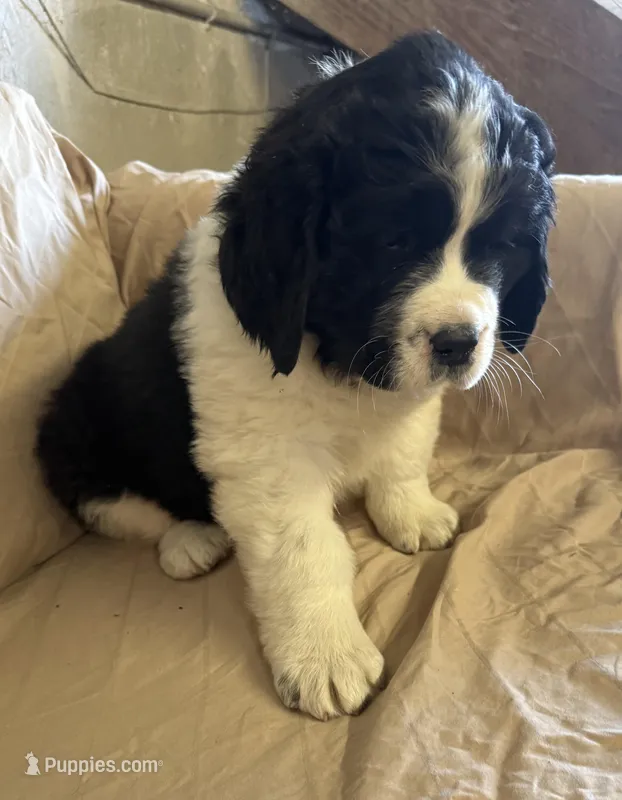 Blue – Newfoundland, Saint Bernard puppy for sale in Geneva, IN