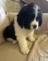 Blue, a female Newfoundland and Saint Bernard for sale in Geneva, IN – Photo 1 of 5