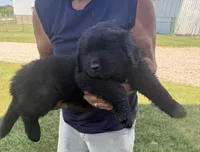 Atlas, a male Newfoundland for sale in Geneva, IN – 2 of 4