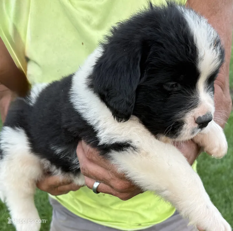 River – Newfoundland, Saint Bernard puppy for sale in Geneva, IN