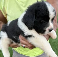River, a male Newfoundland and Saint Bernard for sale in Geneva, IN – 1 of 8