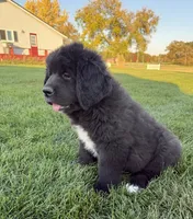 Eva, a female Newfoundland for sale in Geneva, IN – 3 of 10