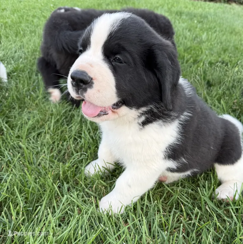 Hank – Newfoundland, Saint Bernard puppy for sale in Geneva, IN
