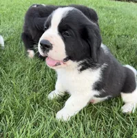 Hank, a male Newfoundland and Saint Bernard for sale in Geneva, IN – 1 of 7