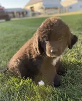 Eva, a female Newfoundland for sale in Geneva, IN – 7 of 10