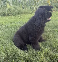 Bear, a male Newfoundland for sale in Geneva, IN – 3 of 6