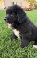Eva, a female Newfoundland and Saint Bernard for sale in Geneva, IN – 3 of 6