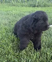 Bear, a male Newfoundland for sale in Geneva, IN – 4 of 6