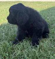 Atlas, a male Newfoundland for sale in Geneva, IN – 3 of 4