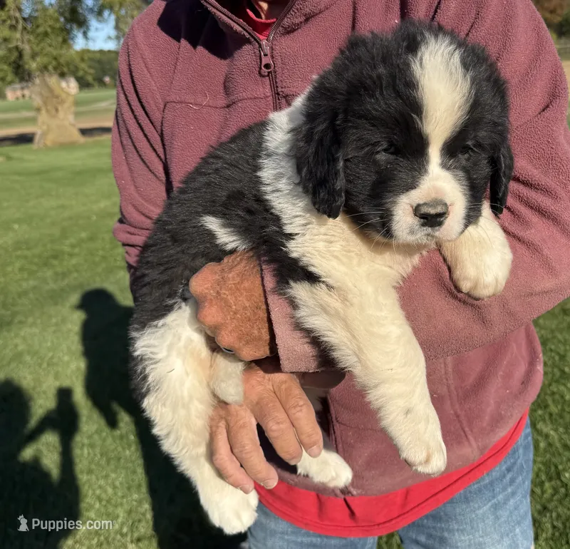 River – Newfoundland, Saint Bernard puppy for sale in Geneva, IN