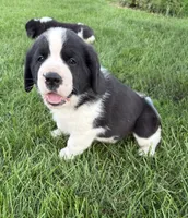 Hank, a male Newfoundland and Saint Bernard for sale in Geneva, IN – 2 of 7