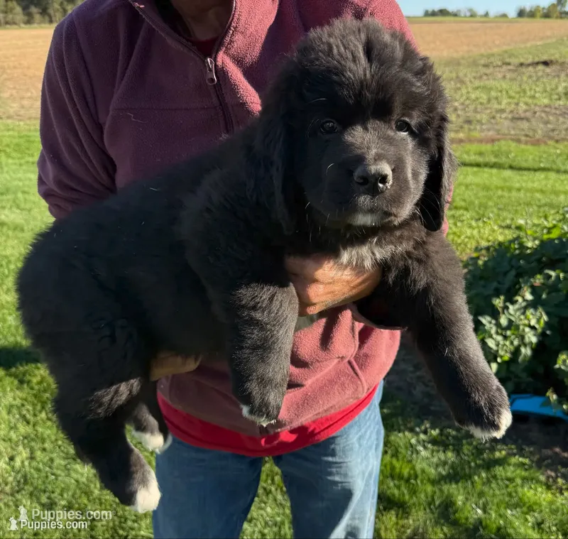 Eva – Newfoundland, Saint Bernard puppy for sale in Geneva, IN