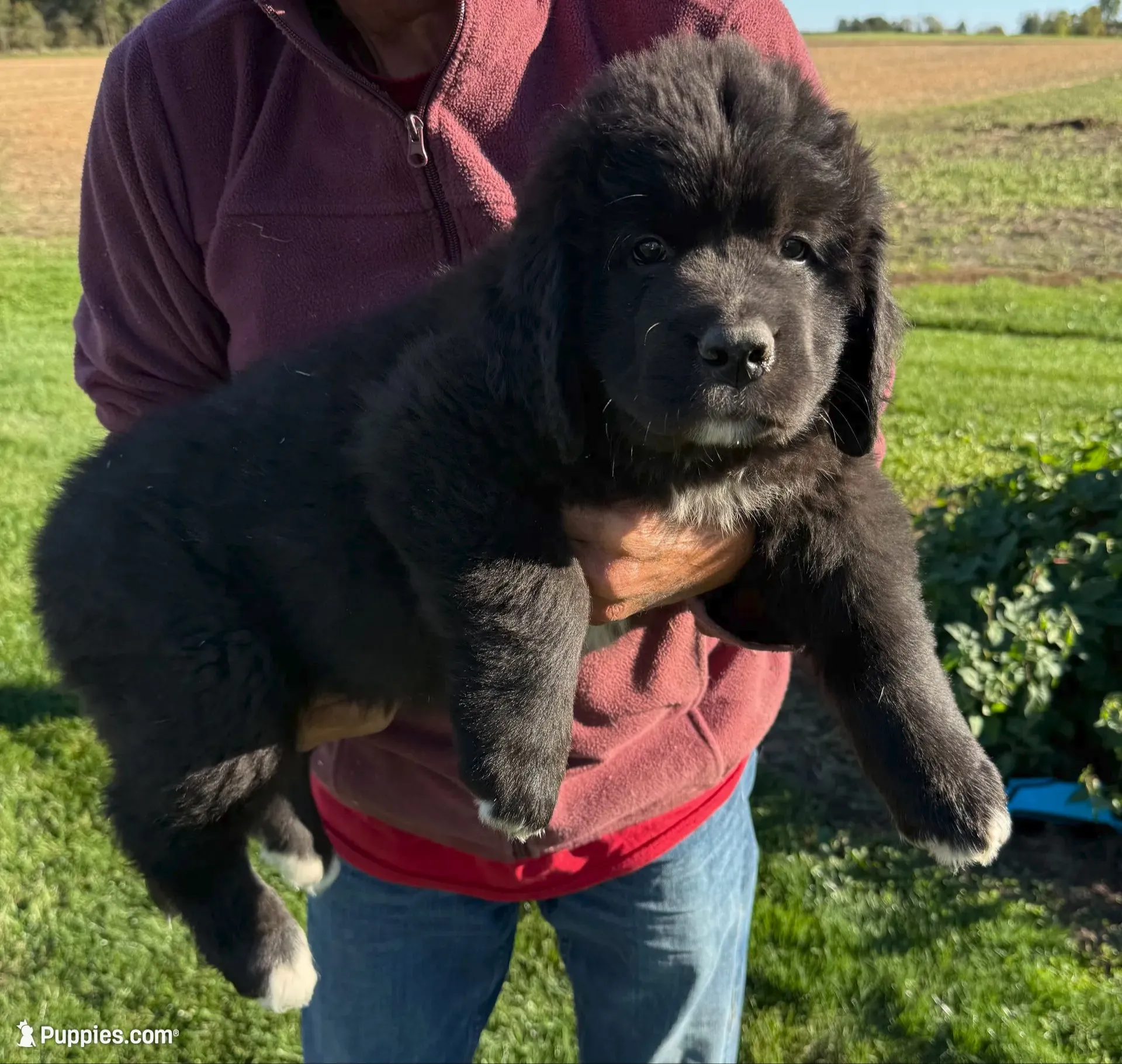 Eva, a female Newfoundland for sale in Geneva, IN – 5 of 10