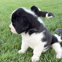 Buster, a male Newfoundland and Saint Bernard for sale in Geneva, IN – 2 of 8