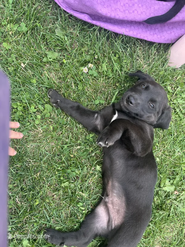 Hickory  – Labrador Retriever puppy for sale in Mount Pleasant, MI