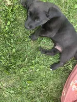 Hickory , a male Labrador Retriever for sale in Mount Pleasant, MI – 3 of 4