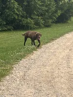 Mama Daisy , a female Labrador Retriever for sale in Mount Pleasant, MI – 2 of 6