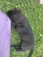 Hickory , a male Labrador Retriever for sale in Mount Pleasant, MI – 2 of 4