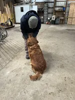 Corrie , a female Golden Retriever for sale in Mount Pleasant, MI – Photo 6 of 6