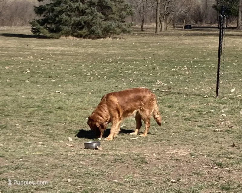 Corrie  – Golden Retriever puppy for sale in Mount Pleasant, MI