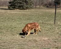 Corrie , a female Golden Retriever for sale in Mount Pleasant, MI – Photo 1 of 6