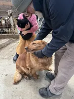 Corrie , a female Golden Retriever for sale in Mount Pleasant, MI – Photo 3 of 6